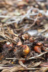 Young onions seedling