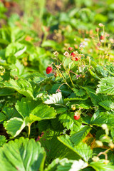 Wild strawberry in the garden