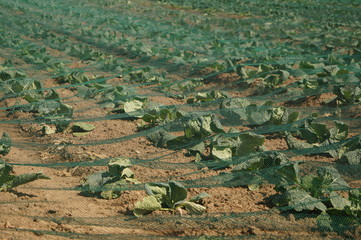Feld mit Insektenschutz