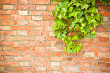 Brick wall covered in ivy - image with copy space