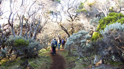 Obraz premium Chemin Piton de Partage, randonnée. La Réunion