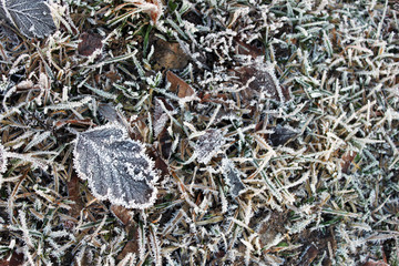 Frost and a leaf