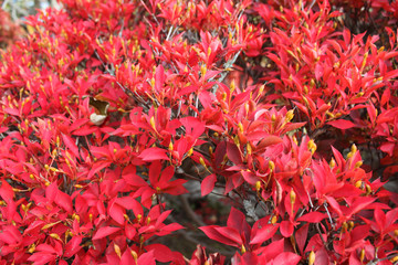 Red leaves/ Enkianthus perulatus