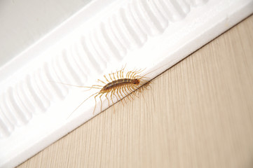 millipede centipede