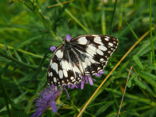 weiblicher Schachbrettfalter