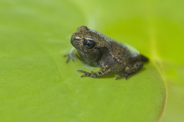 Jungfrosch, Junge, Kroete, Bufo, bufo, Erdkroete,