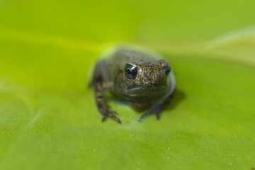 Obraz premium Jungfrosch, Junge, Kroete, Bufo, bufo, Erdkroete,