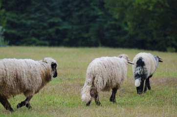3 sheep walking on grass at mountain