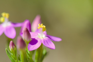 Beautiful violet flower on green