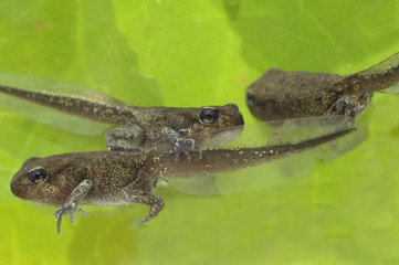 Jungfrosch, Junge, Kroete, Bufo, bufo, Erdkroete,