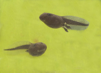 Kaulquappen, Kroete, bufo, 10, wochen, alt,