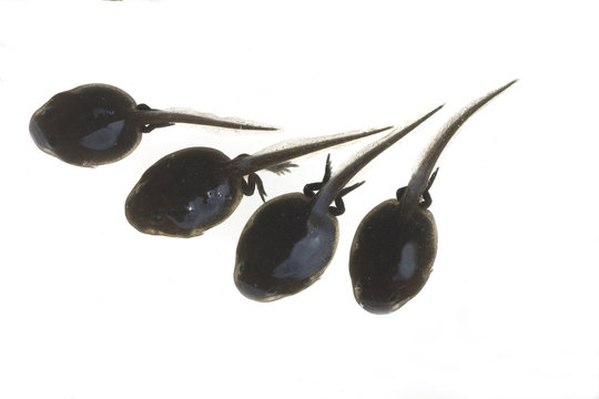 Kaulquappen, Kroete, bufo, 10, wochen, alt,