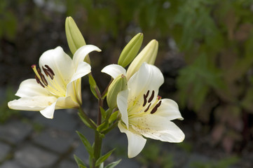 Madonnen-Lilie, Lilium, candidum,