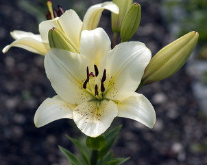 Fototapeta premium Madonnen-Lilie, Lilium, candidum,