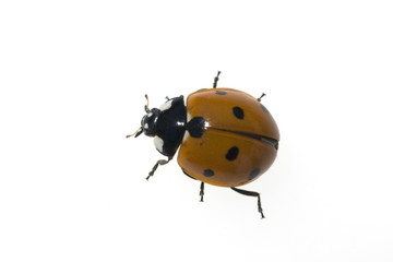 Marienkaefer  Coccinella  semptempunctata  7-Punkt  insekt © Ruckszio