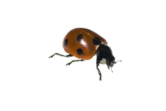 Marienkaefer; Coccinella; semptempunctata; 7-Punkt; insekt