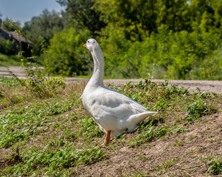  white goose on the grass