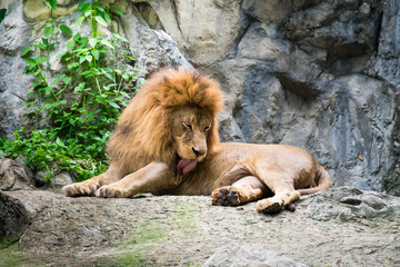 Male lion laying on the rock