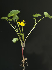 Scharbockskraut, Ranunculus, ficaria, heilpflanze