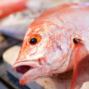 Red snapper on market, closeup