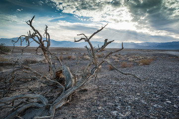 dead tree death valley  landscape 