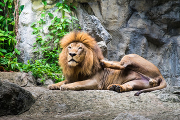 Fototapeta na wymiar Male lion laying on the rock