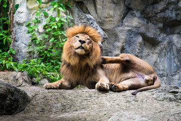 Male lion laying on the rock