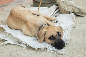 Homeless dog lying on the ground