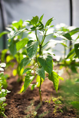 Paprika on beds in the garden