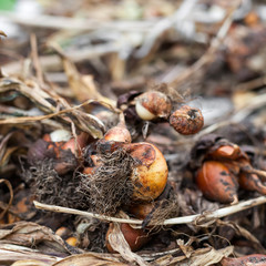 Young onions seedling