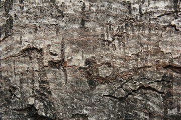 Tree's bark