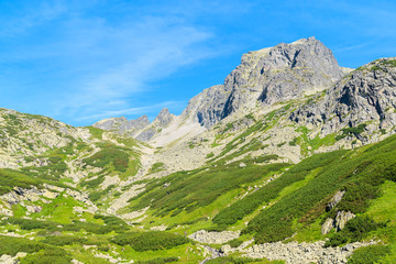 Fototapeta na wymiar Green Starolesna valley in summer landscape of High Tatra Mountains, Slovakia