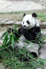 Obraz na płótnie Canvas Lovely panda eating bamboo