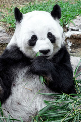 Naklejka na ściany i meble Lovely panda eating bamboo