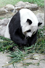 Fototapeta premium Lovely panda eating bamboo