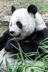 Obraz premium Lovely panda eating bamboo