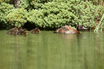 Fototapeta na wymiar Tufted Duck with nestlings