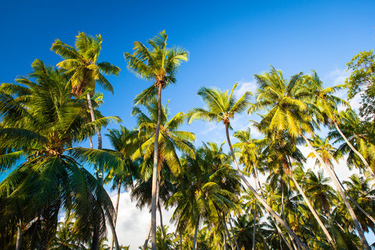 Palmen auf den Seychellen