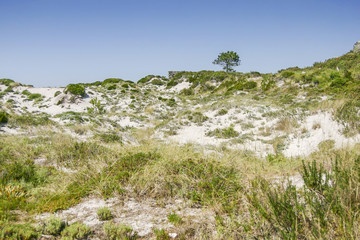 Fototapeta na wymiar Dune vegetation on Cies Islands