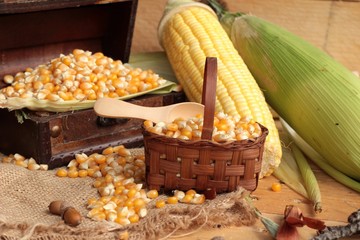 Yellow dry corn grain and corn fresh.