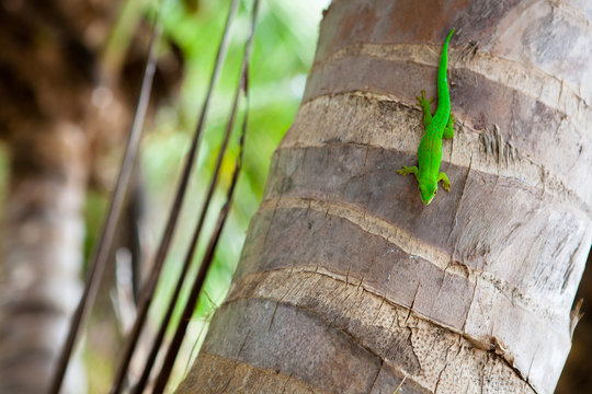 Grüner Gekko auf einer Palme, La Digue - Seychellen
