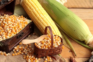 Yellow dry corn grain and corn fresh.