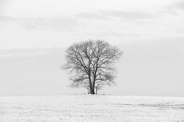 Lone Tree in Winter Landscape - Black and White