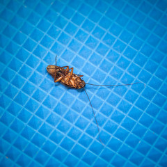Dead cockroach