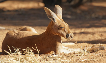 Rotes Riesenkänguru, Australien © alfotokunst