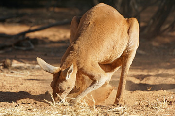 Rotes Riesenkänguru, Australien © alfotokunst