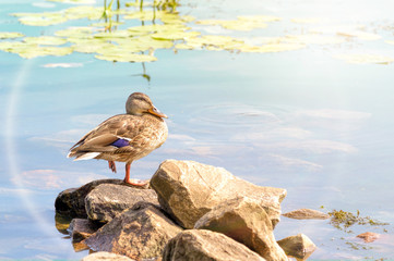 Female Duck Swimming