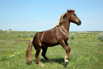 Beautiful brown horse grazing on meadow