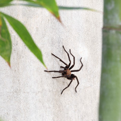 Brown Aphonopelma tarantula