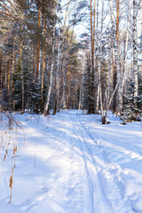 Fototapeta premium Ski run in winter birch grove